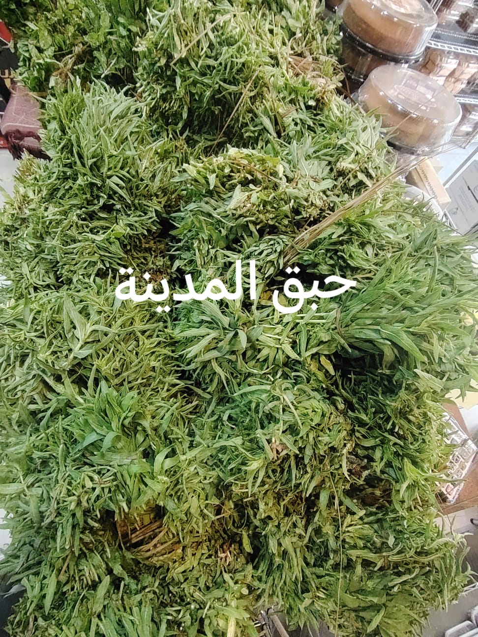حبق المدينه الشكه