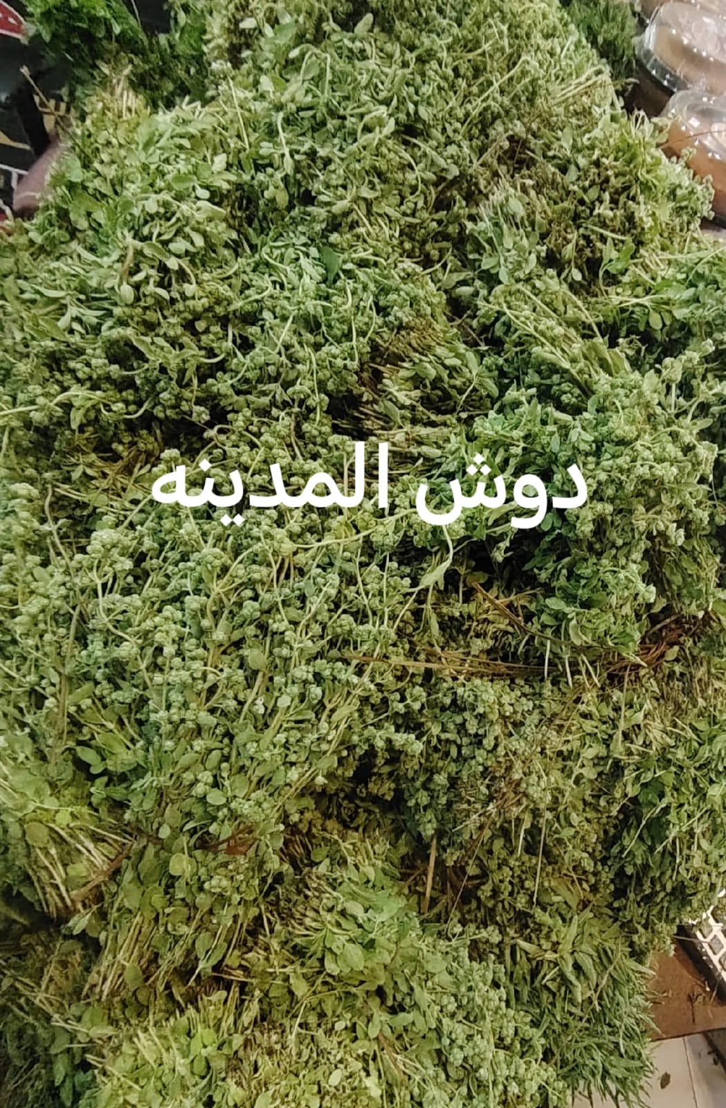 دوش المدينه او غردقوش الشكه